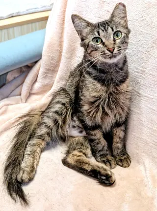 KITTEN TORI