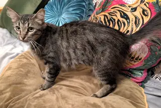 KITTEN TORI