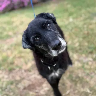 Greta