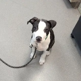 Maximus