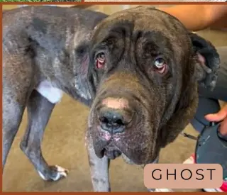 Ghost SCAS