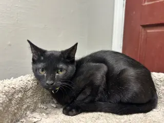 Kuro