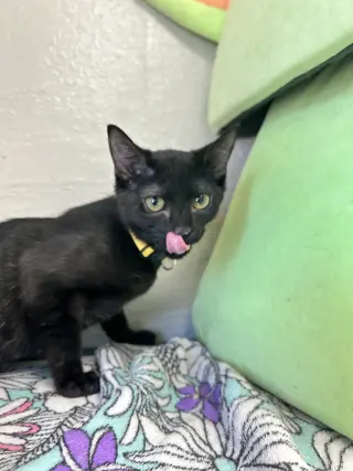 Kuro