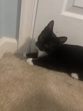 Armani