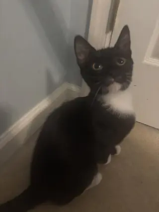 Armani
