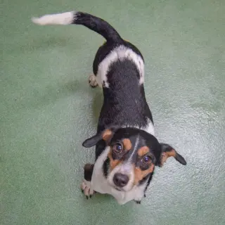 Bonnie