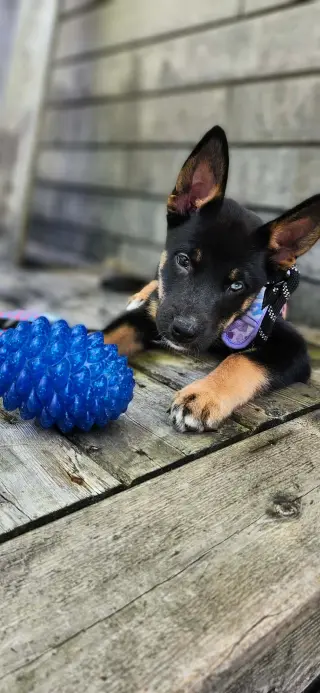 Bowie