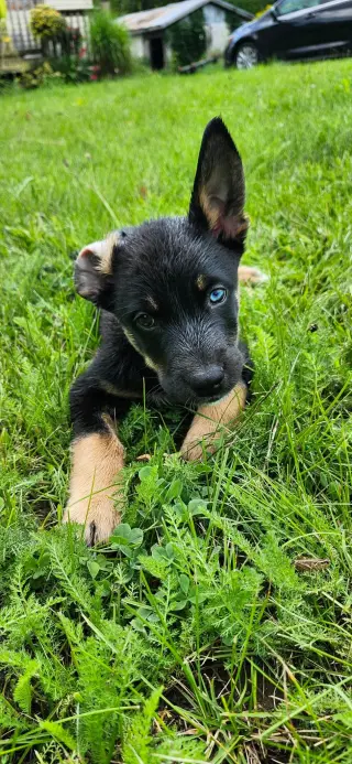 Bowie