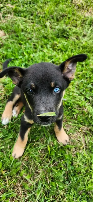 Bowie