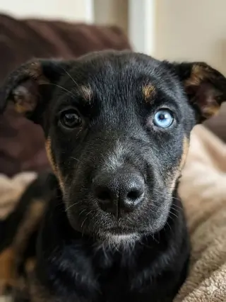 Bowie