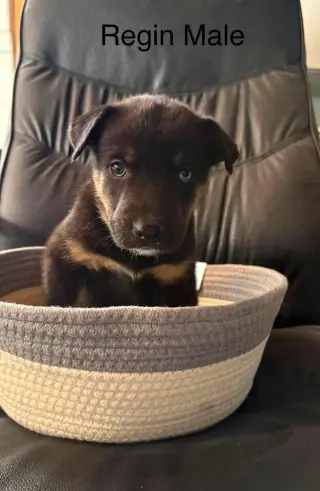 Bowie