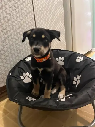 Penny