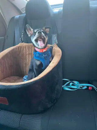 Penny