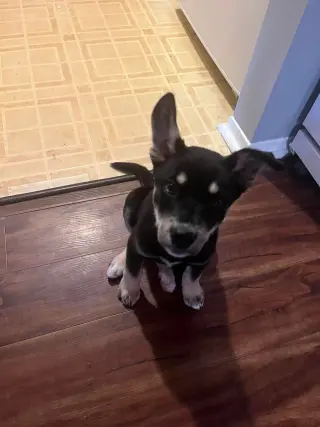 Penny