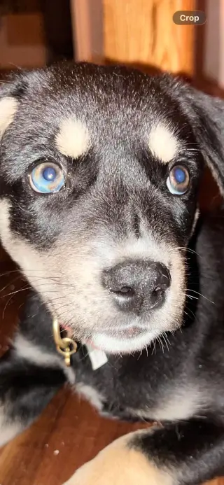 Penny