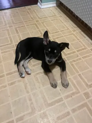 Penny