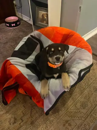 Penny