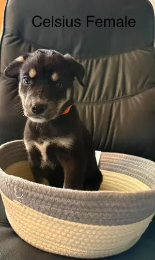 Penny