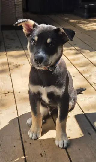 Coal