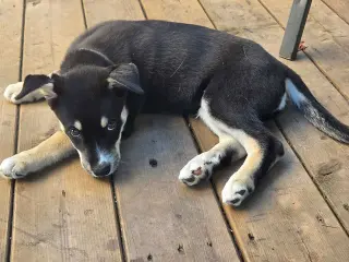 Coal