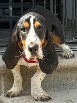 BRIAR