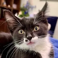Oreo