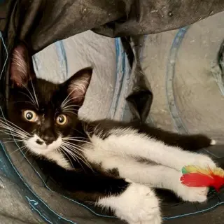 Oreo