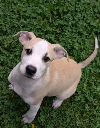 George (NY-Danielle)