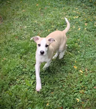 George (NY-Danielle)