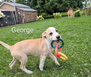 George (NY-Danielle)