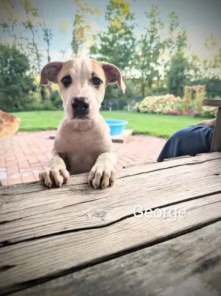 George (NY-Danielle)