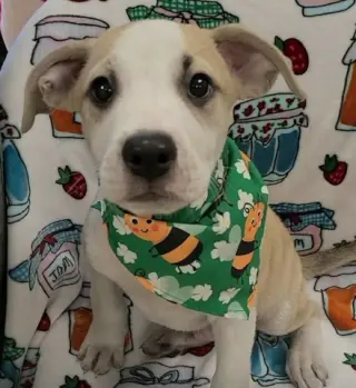 George (NY-Danielle)