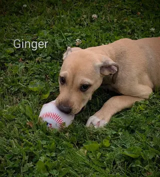 Ginger (NY-Danielle)