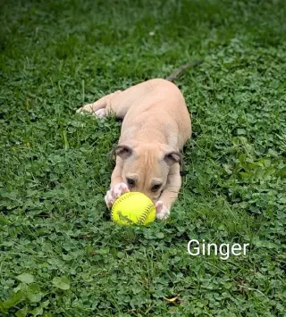 Ginger (NY-Danielle)