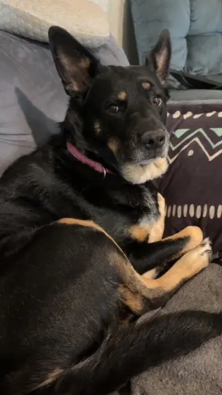 Ruby: Not at the shelter (Bethany)