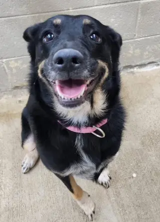 Ruby: Not at the shelter (Bethany)