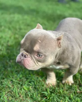 Bobble (special needs)