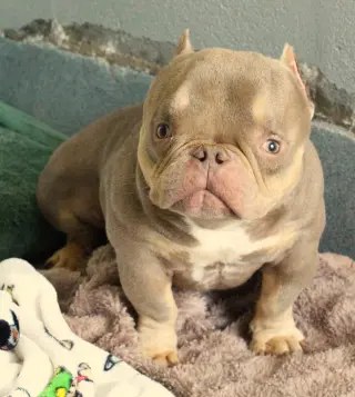 Bobble (special needs)