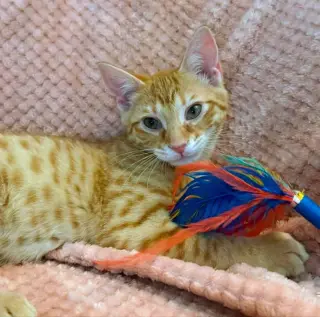Sherbert
