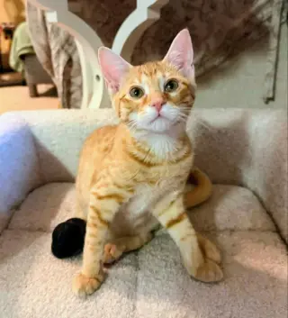 Sherbert