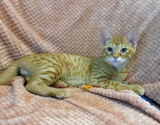Sherbert