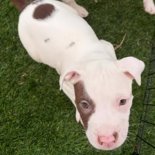Dugan