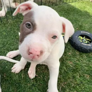 Dugan