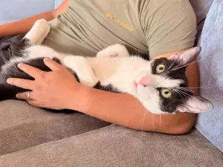Romeow
