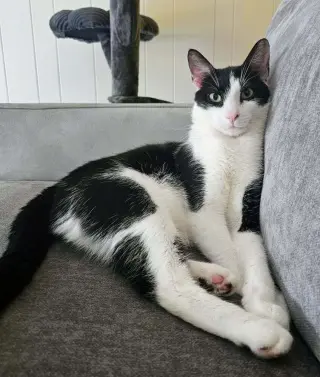 Romeow