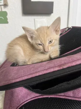 Biscuit