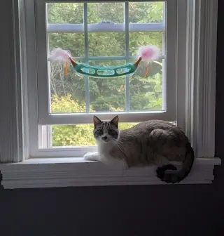 Haku