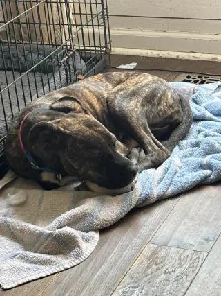 Penny