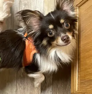 Joey