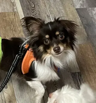 Joey